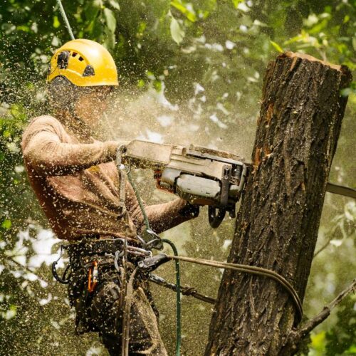 An arborist cutting a tree with a chainsaw buford ga