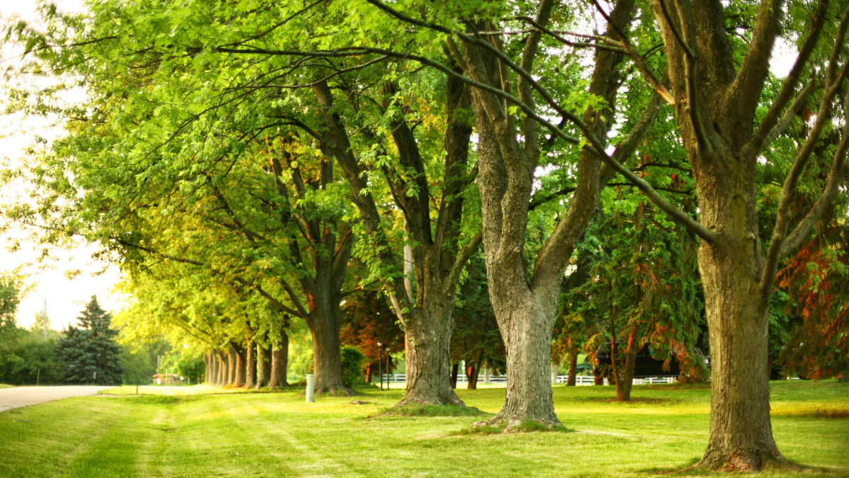 Blog Good Tree Removal Service