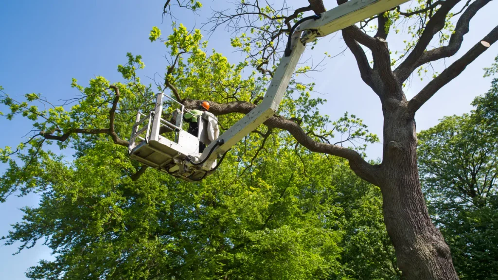 blog what is tree trimming