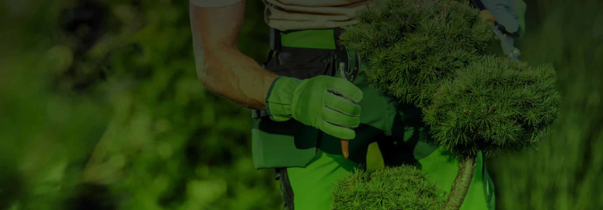 Tree Health and Disease Management