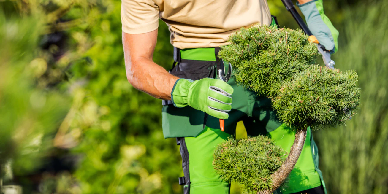 Tree Health and Disease Management Breadcrumb Tree Health and Disease Management Breadcrumb