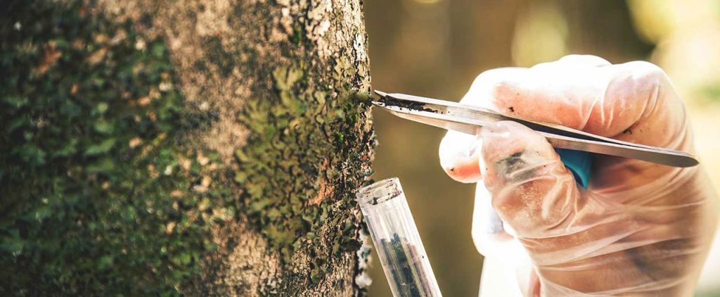 unhealty tree 1280x528