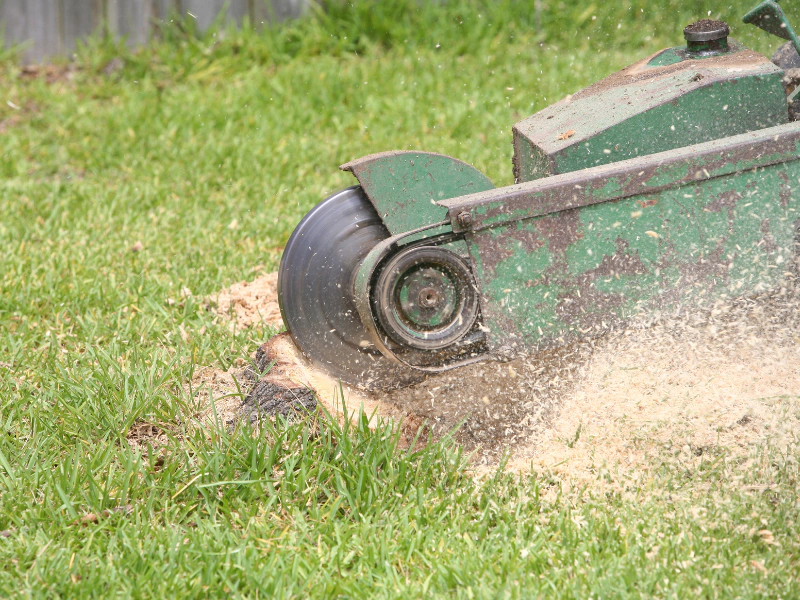 Tree Stump Grind