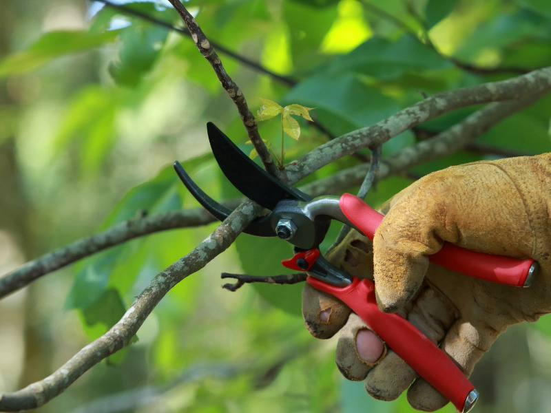 When to Prune Trees Blog