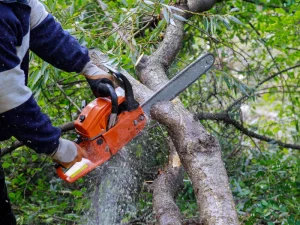 5 Costly Tree Trimming Mistakes Every Homeowner Should Avoid Blog (1)
