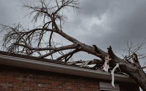 5 Warning Signs a Dead or Dying Tree Could Crash Into Your Home