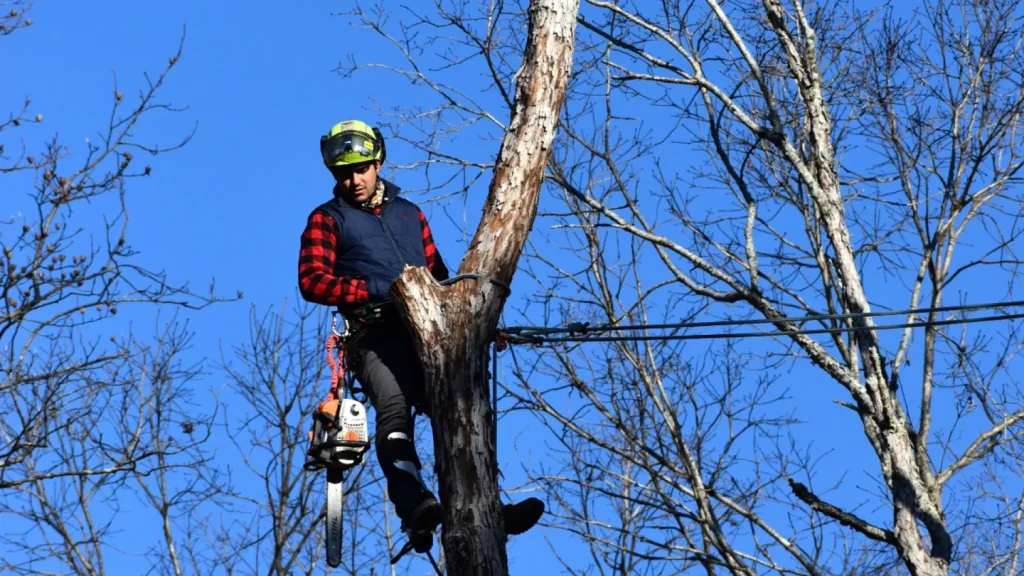 Arborist in a helmet and harness secured to a tall tree trunk, carrying a chainsaw during tree trimming service.