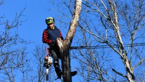 Arborist in a helmet and harness secured to a tall tree trunk, carrying a chainsaw during tree trimming service.